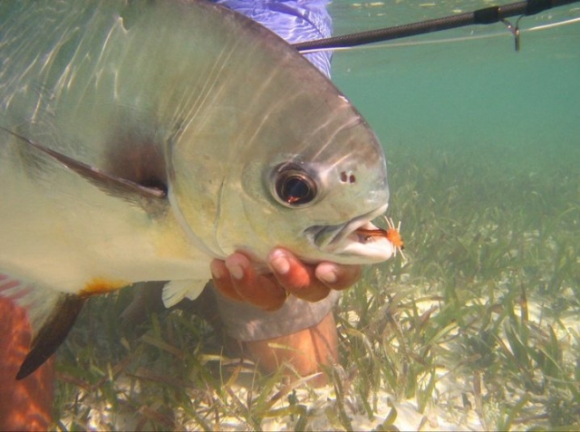  Pesca ai Caraibi 
